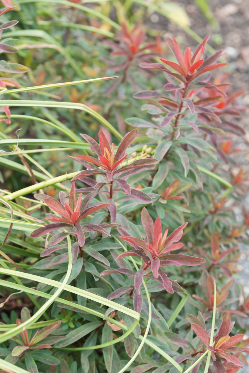 Wolfsmilch Purpurea