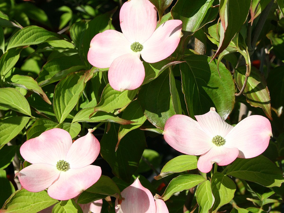 Blumenhartriegel Stellar Pink Blumenhartriegel Stellar Pink