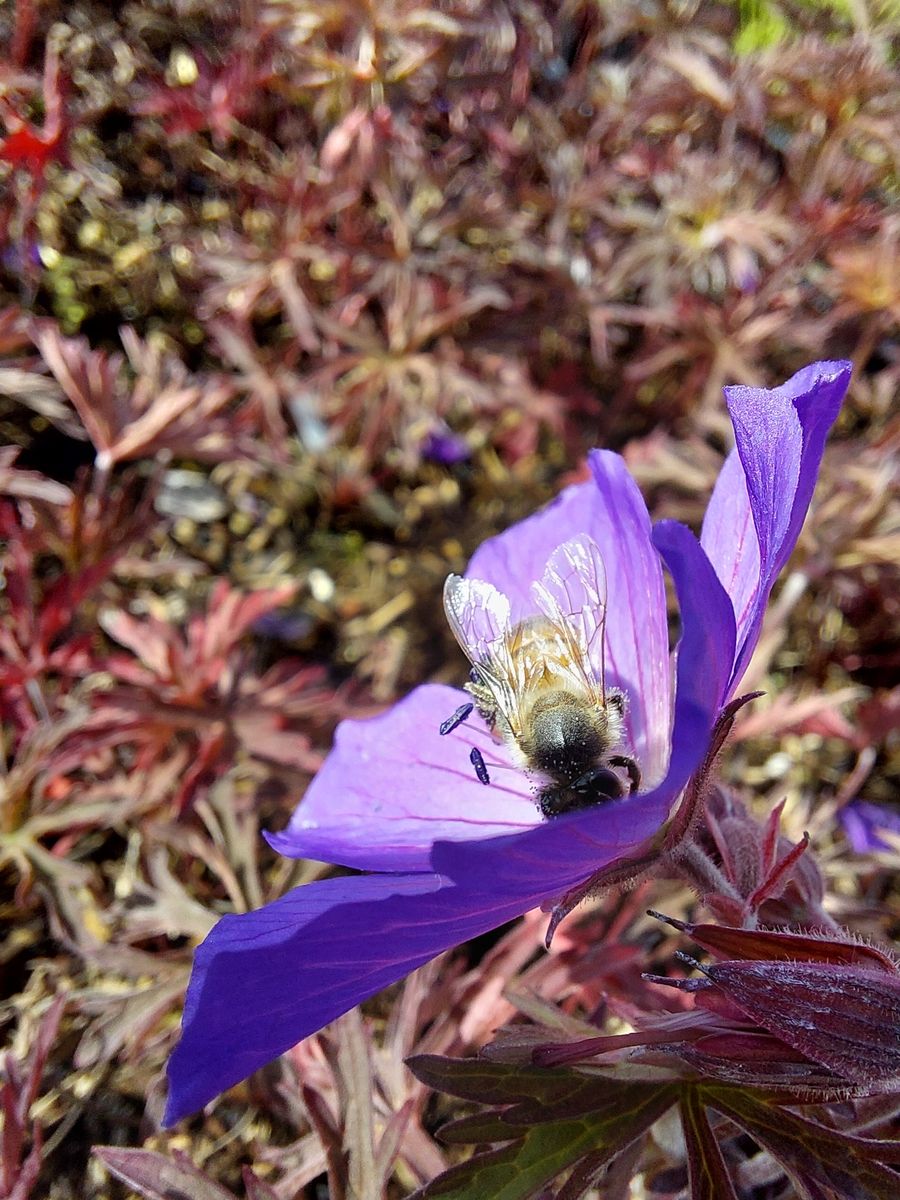 Storchschnabel Femme Fatal