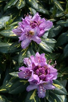 Rhododendron Goldflimmer