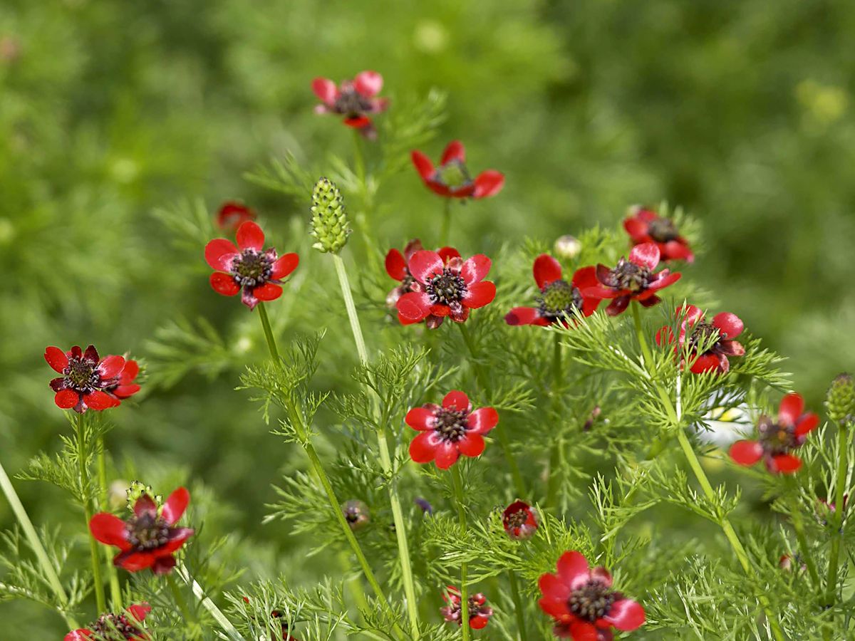 Sommerblutströpfchen
