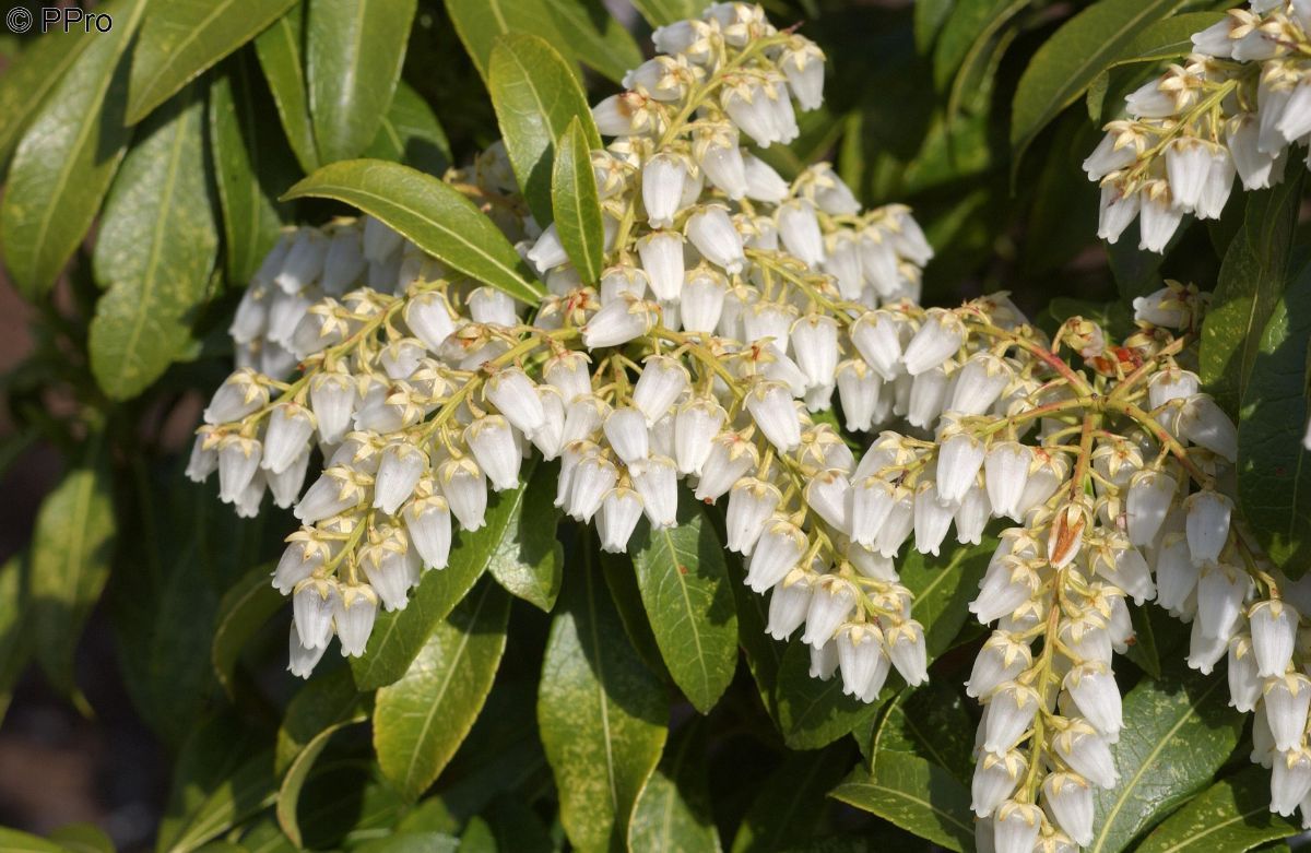 Lavendelheide Debutante