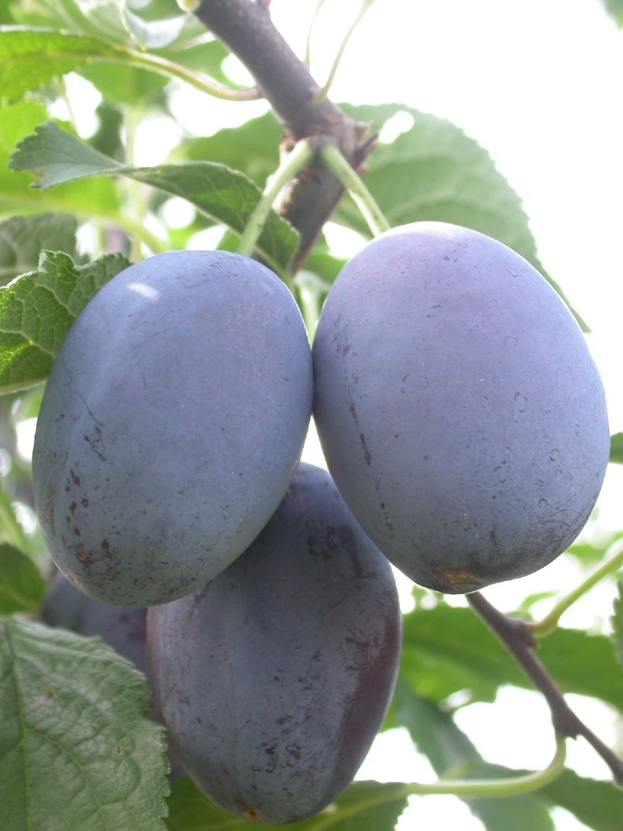 Cacaks Fruchtbare Zwetschge