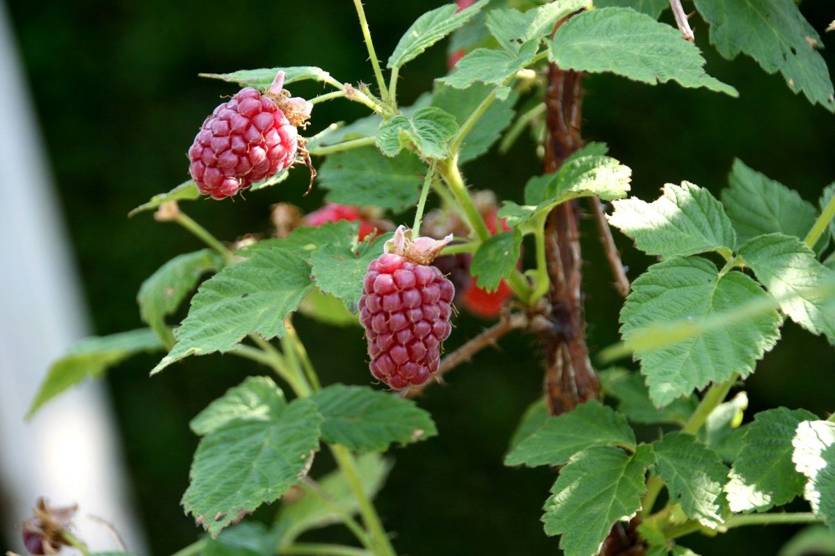 Taybeere Kreuzung Himbeere x Brombeere (anspruchslos)