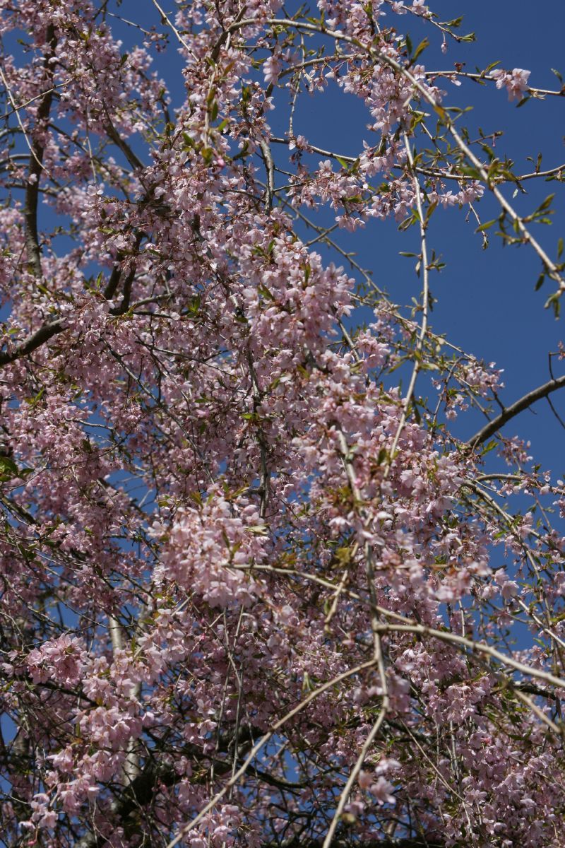 Hängefrühlingskirsche Hängefrühlingskirsche