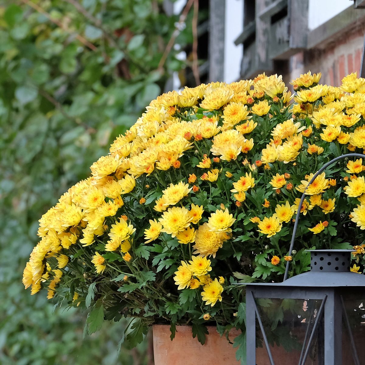 Herbstchrysantheme Bienchen