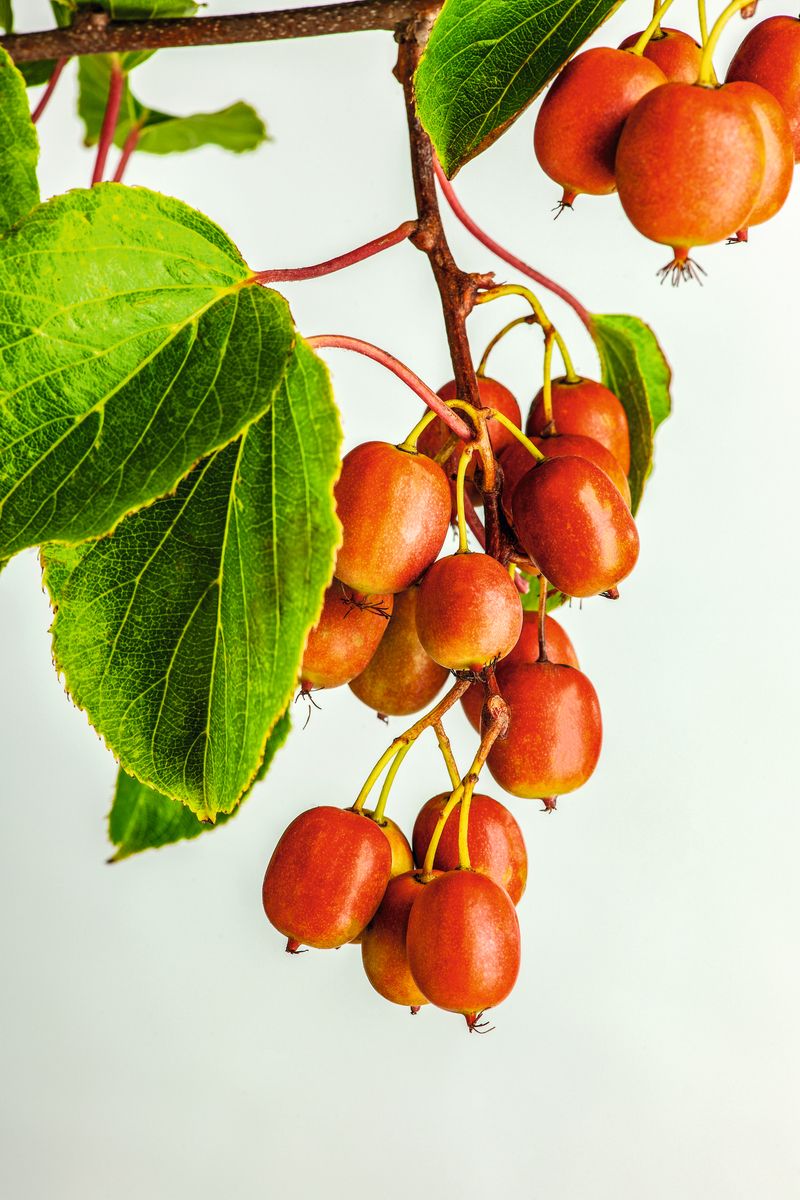 Minikiwi Ken's Red (weibliche Sorte)