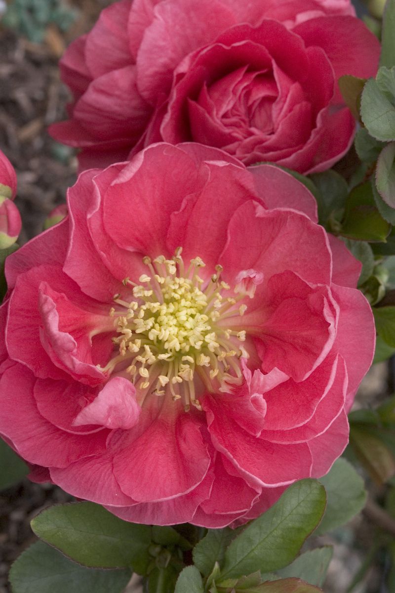 Zierquitte Pink Storm®