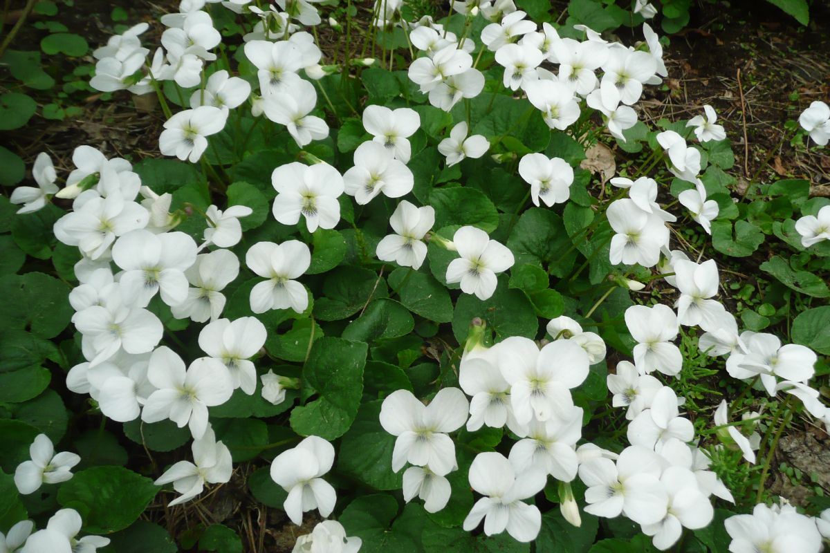 Pfingstveilchen Albiflora