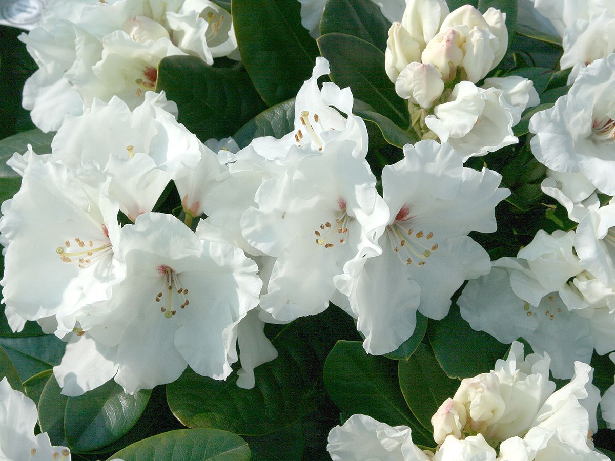 Rhododendron Schneespiegel, Rhododendron hybr. Schneespiegel | Hauenstein AG
