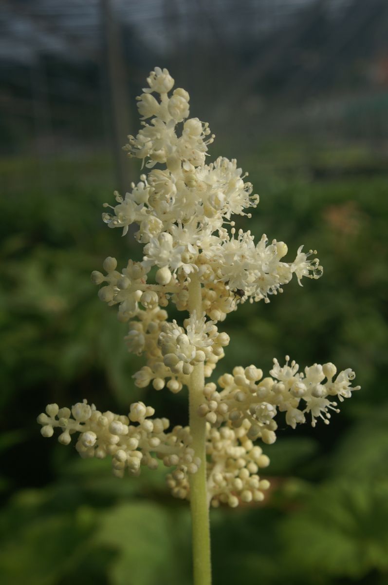 Tafelblatt Tafelblatt