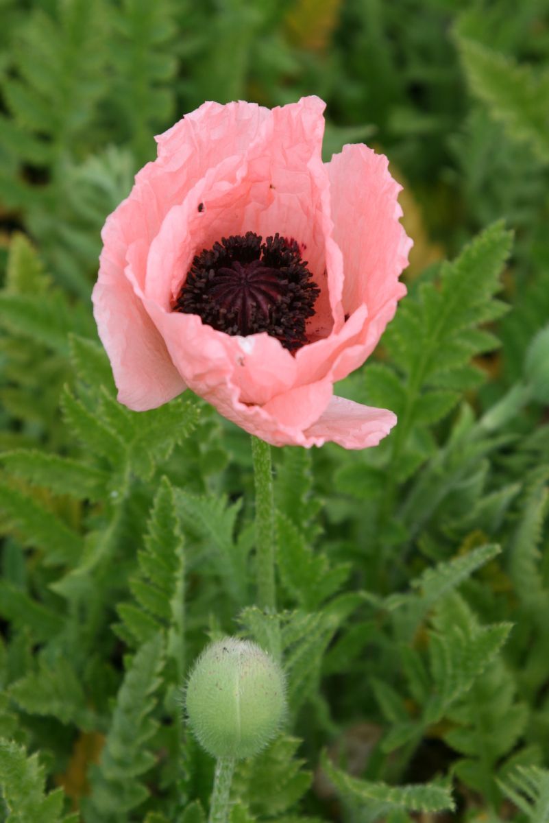 Türkischer Mohn Helen Elisabeth