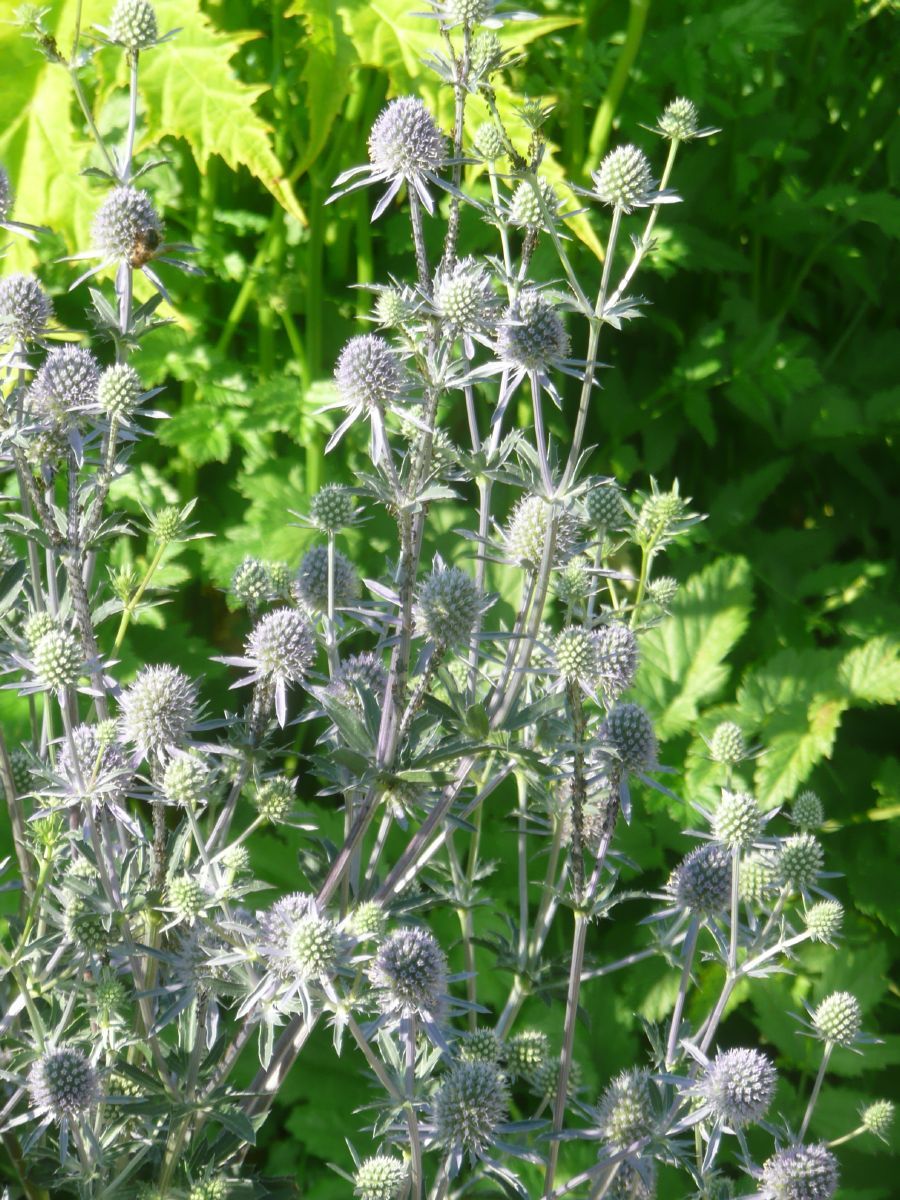 Edeldistel, Mannstreu Blaukappe