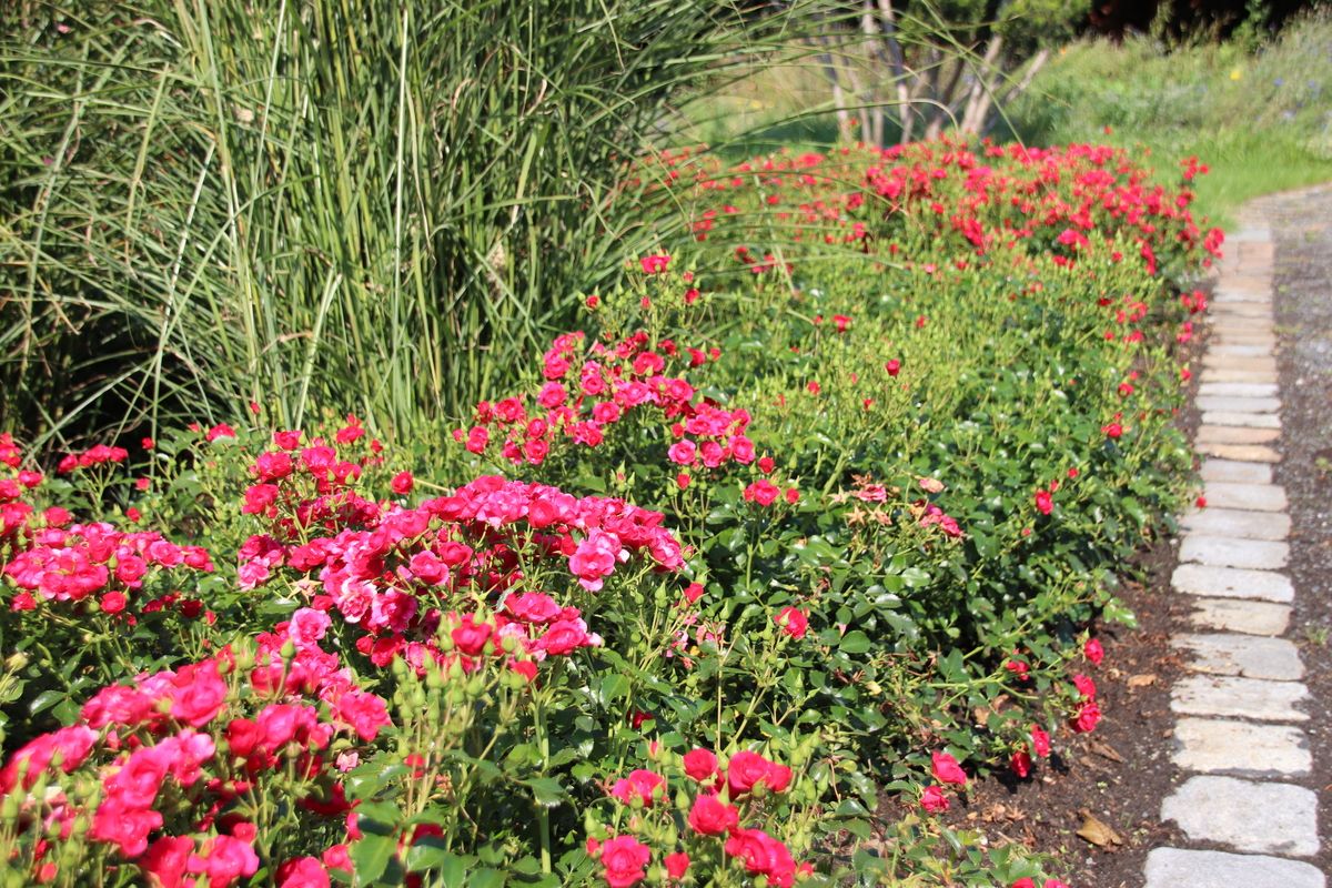 Balou® ADR 2012 Boden-/Flächendeckende Rose