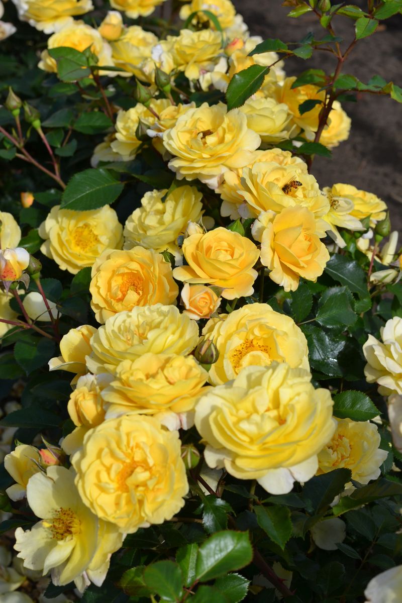 Sonnenglanz® Boden-/Flächendeckende Rose