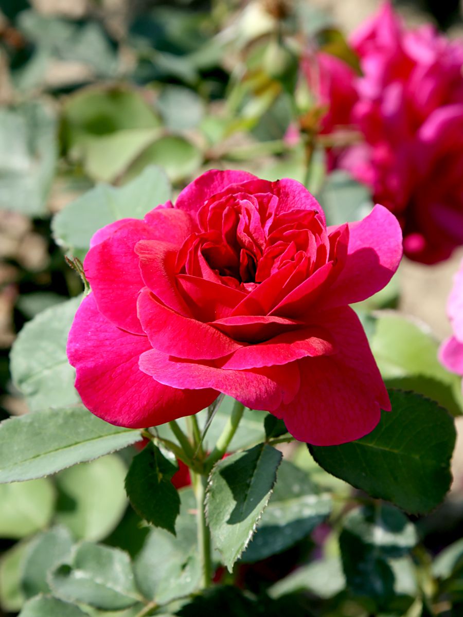 Darcey Bussell® Englische Rose (leichter Duft)