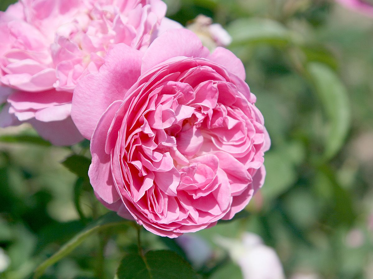 Mary Rose® Romantische Rose (Englische Rose, starker Duft)