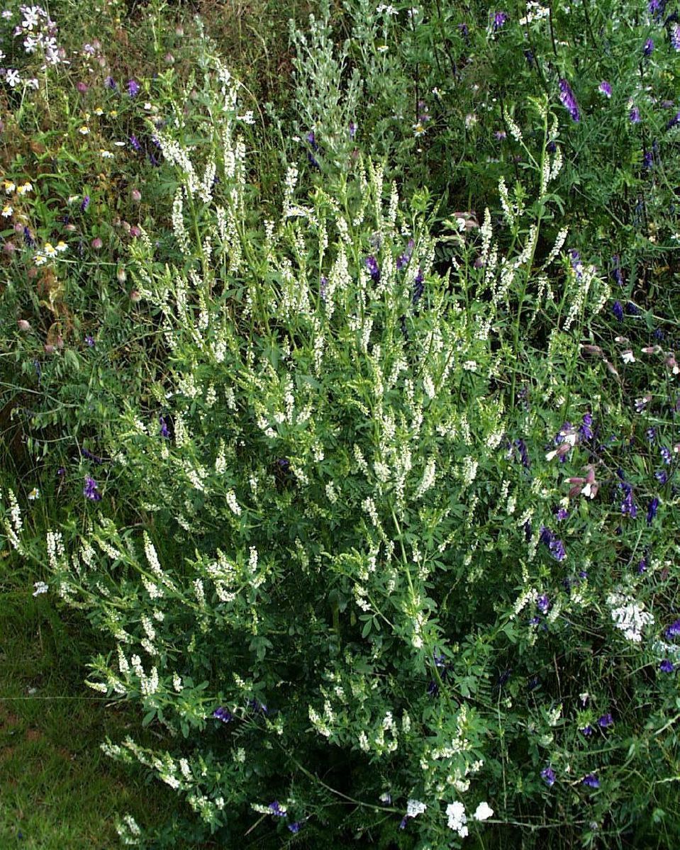 Weisser Honigklee Weisser Honigklee