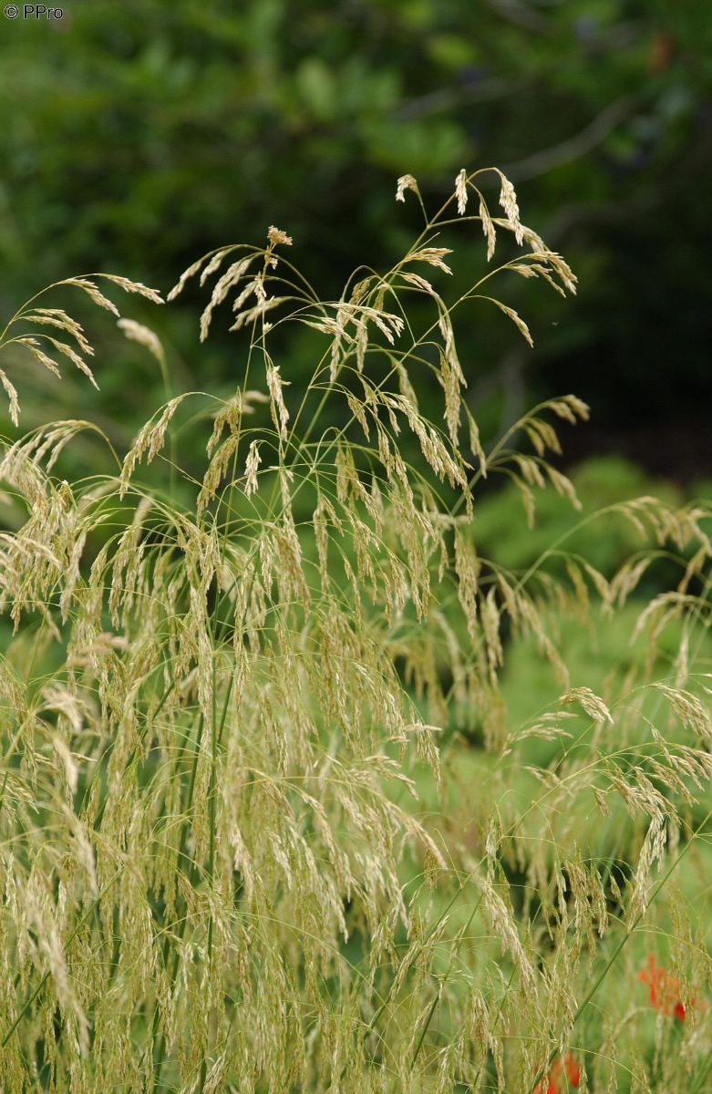 Waldschmiele Goldschleier