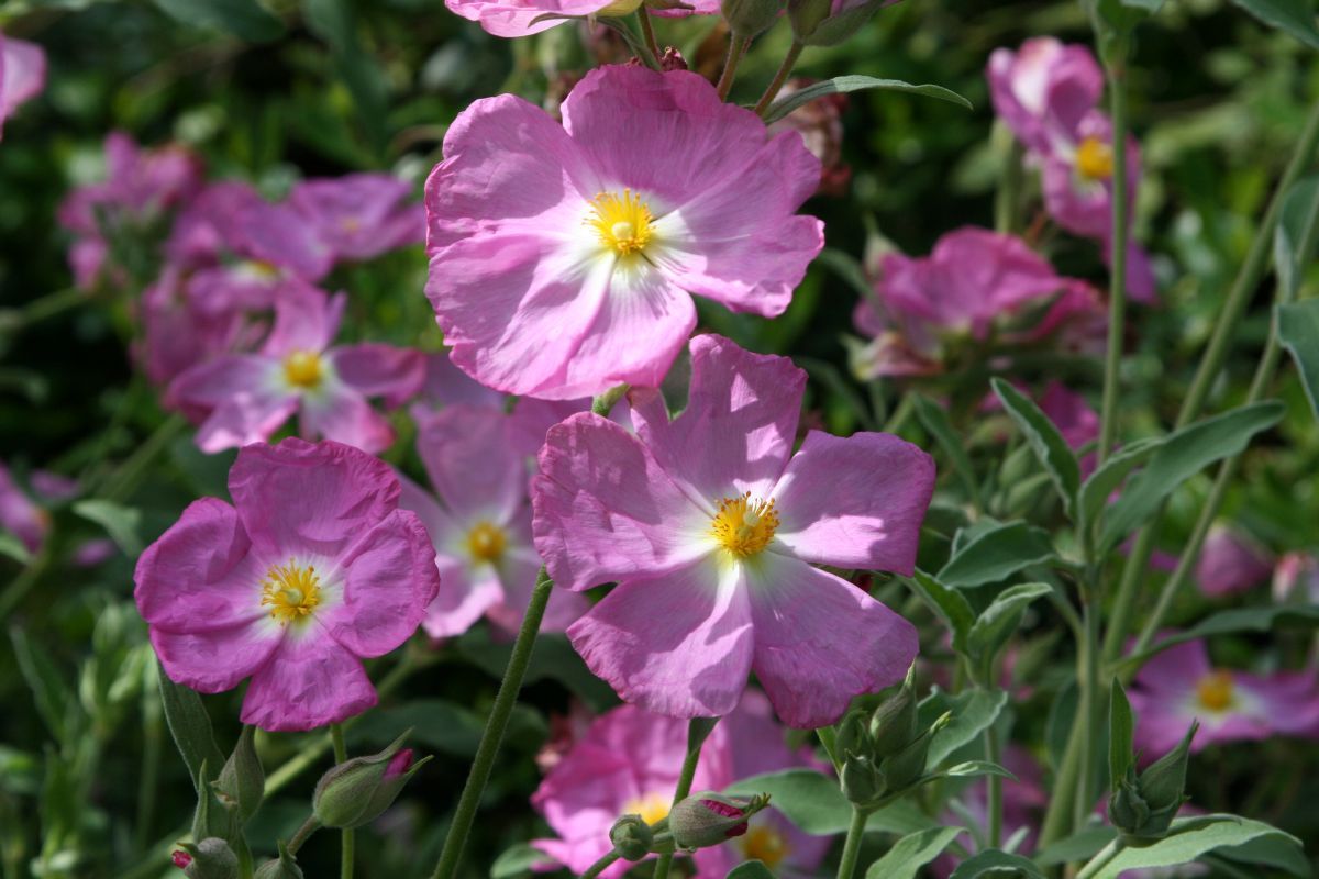 Zistrose Peggy Sammons Zistrose Peggy Sammons