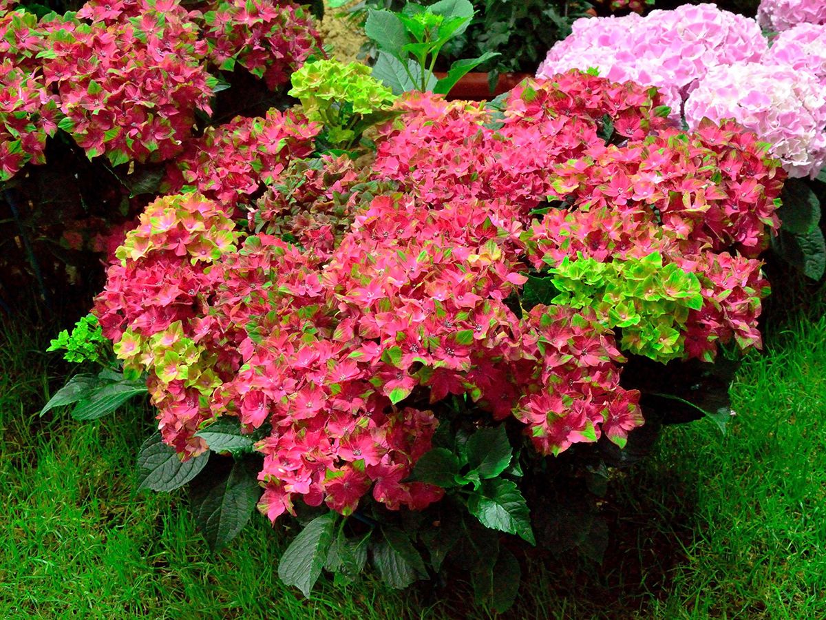 Gartenhortensie Schloss Wackerbarth