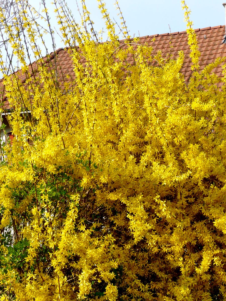 Forsythie Lynwood Forsythie Lynwood