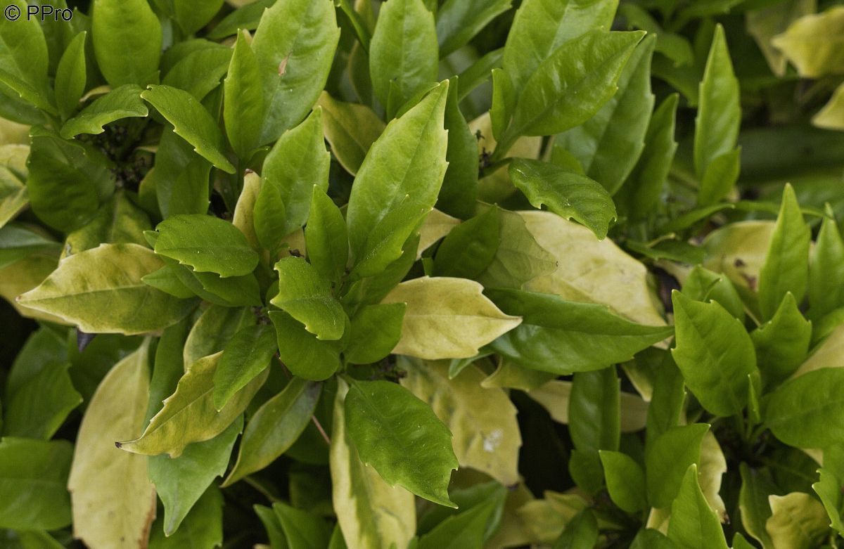 Aukuba Rozannie Aukuba Rozannie