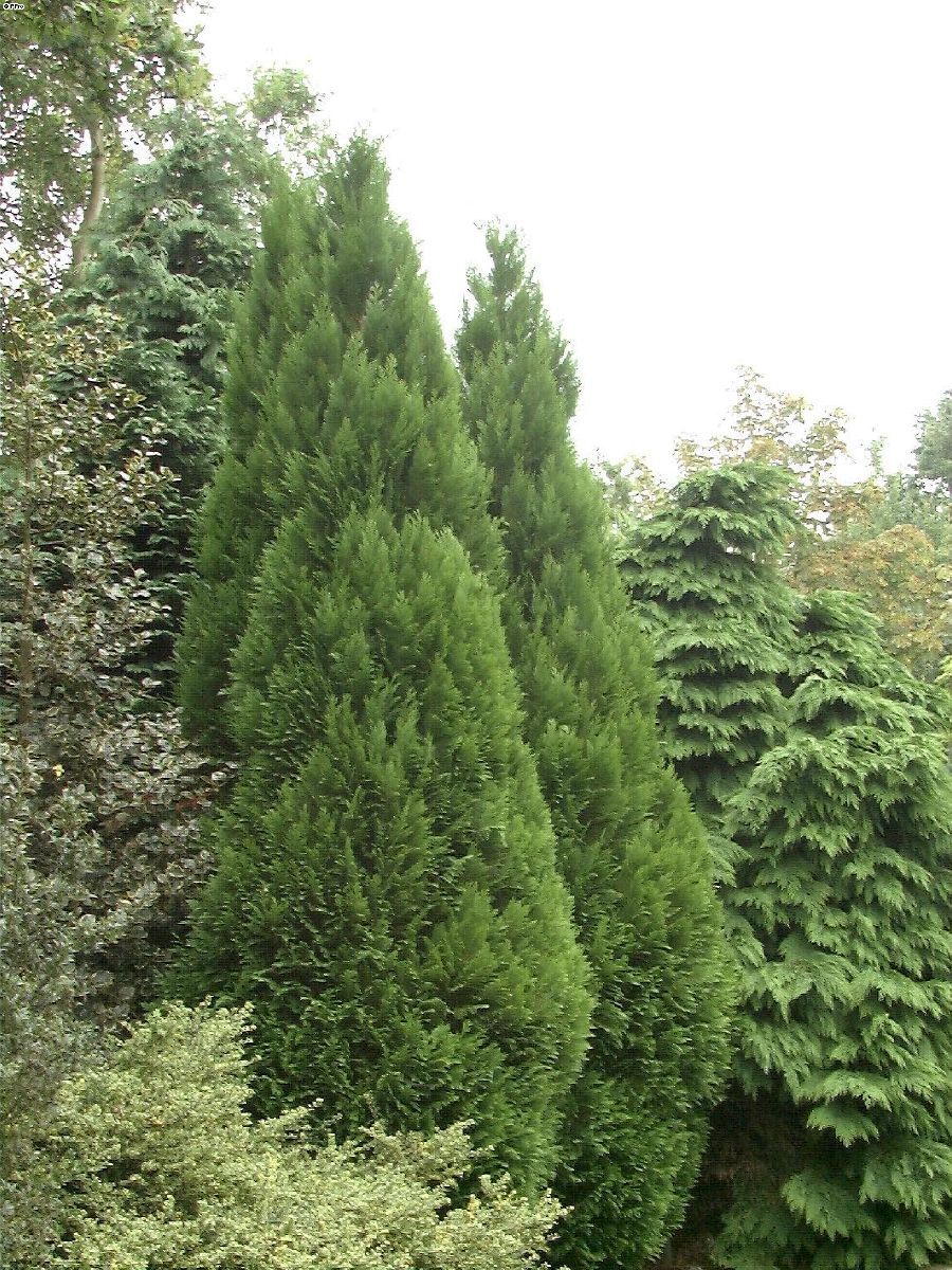 Scheinzypresse Green Pillar
