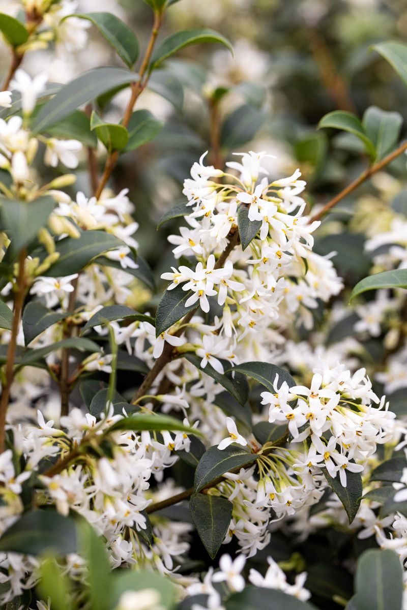 Frühlingsduftblüte Frühlingsduftblüte