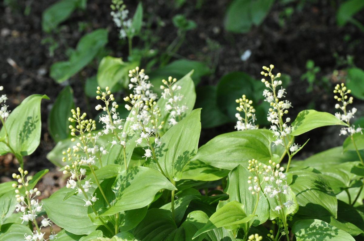 Schattenblümchen