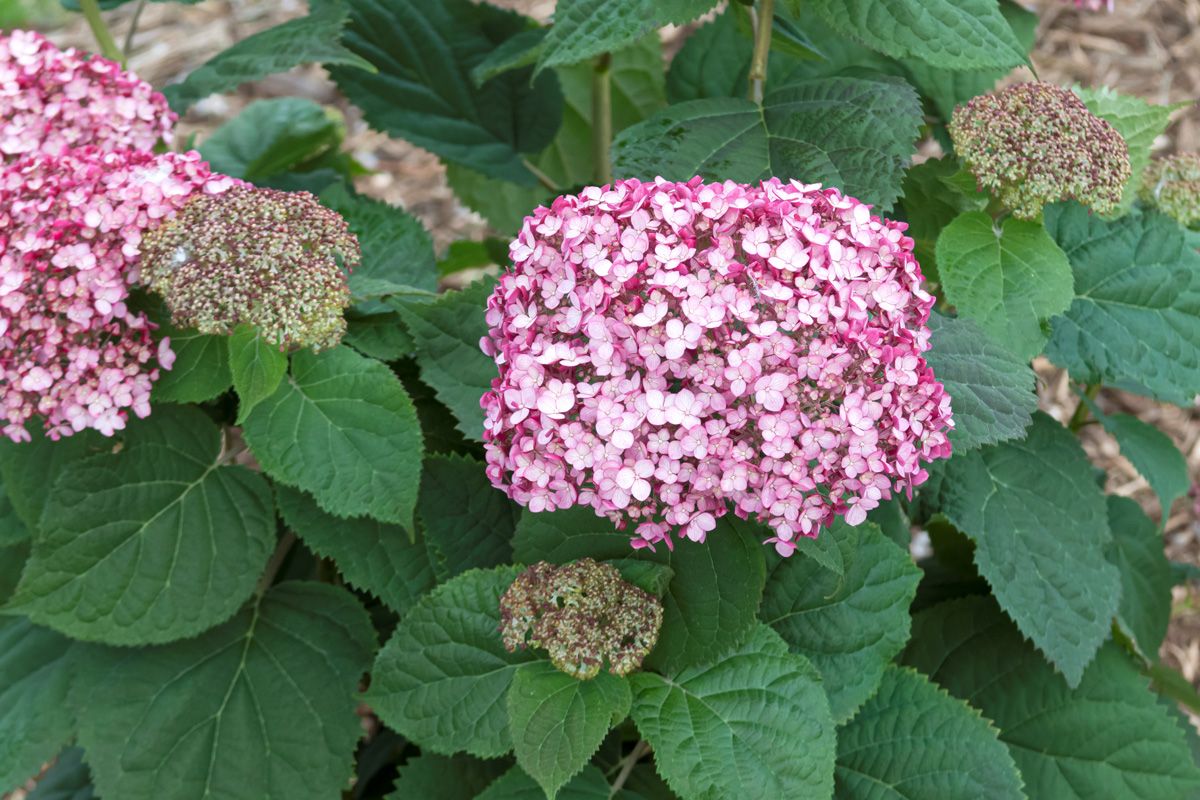 Schneeballhortensie Sweet Annabelle®