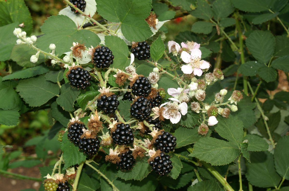 Theodor Reimers Brombeere (anspruchslos)