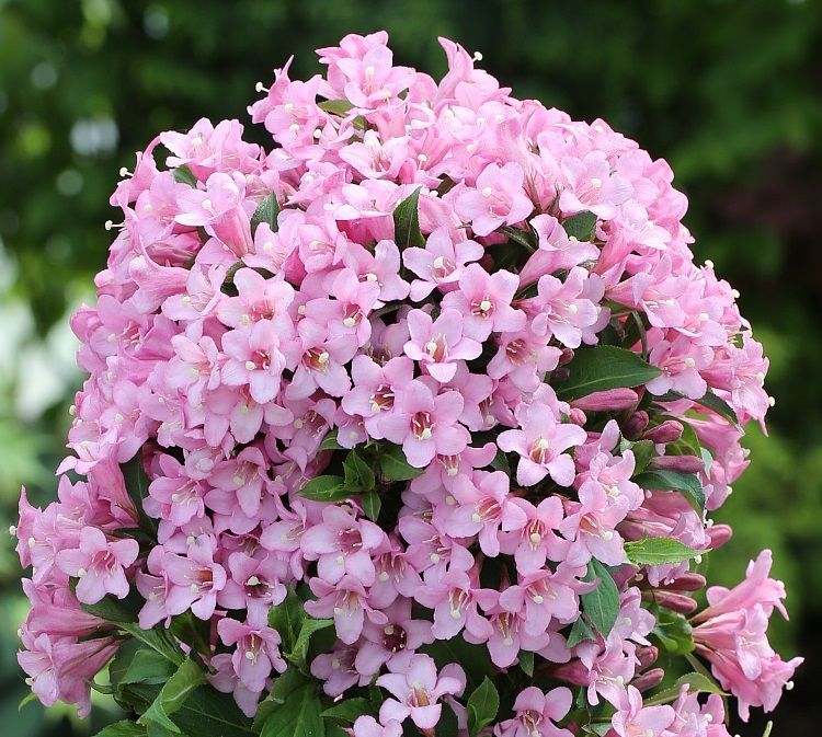 Zwergweigelie Pink Poppet®