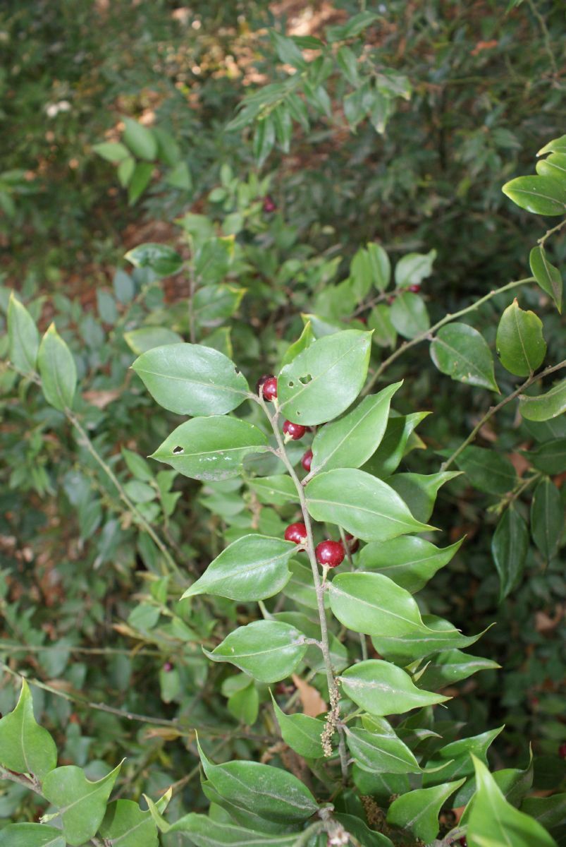 Fleischbeere
