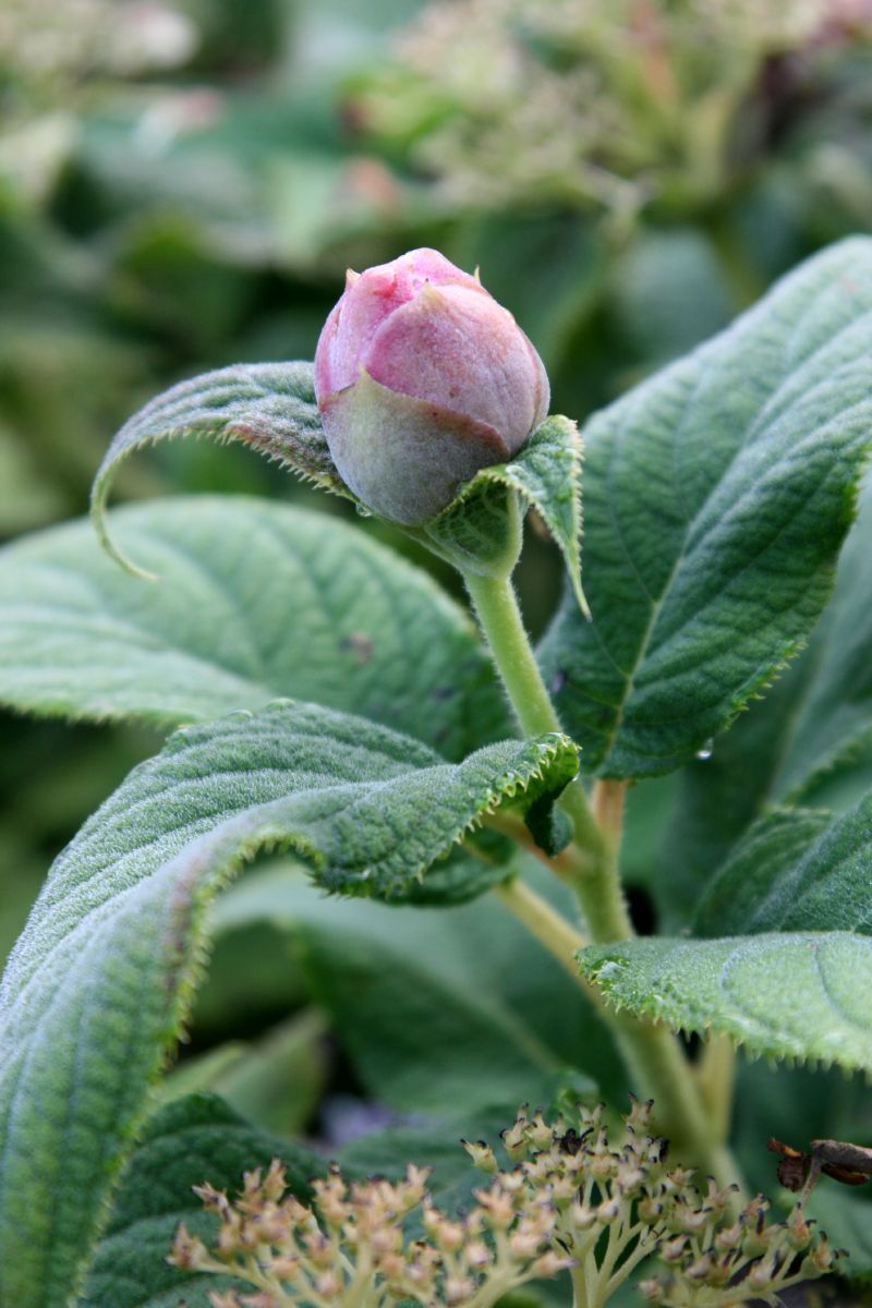 Zwergrauhblatthortensie