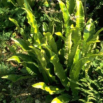 Hirschzungenfarn Hirschzungenfarn