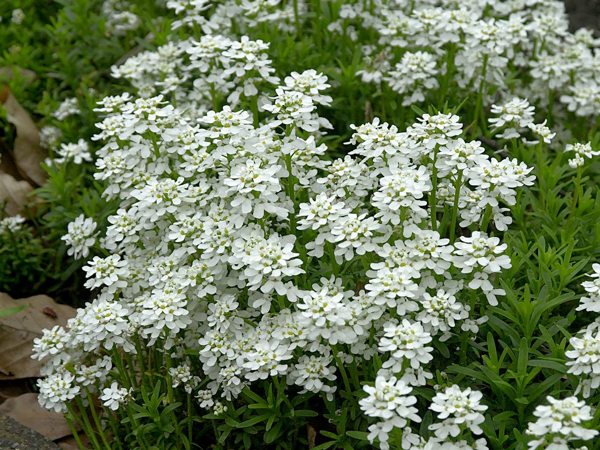 Schleifenblume Schneeflocke Schleifenblume Schneeflocke