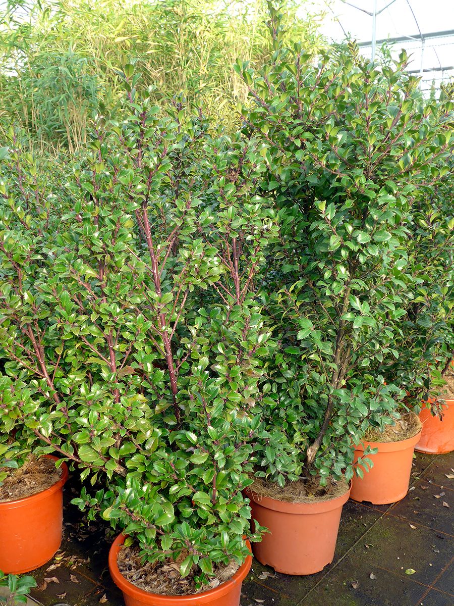 Stechpalme Heckenstar Stechpalme Heckenstar