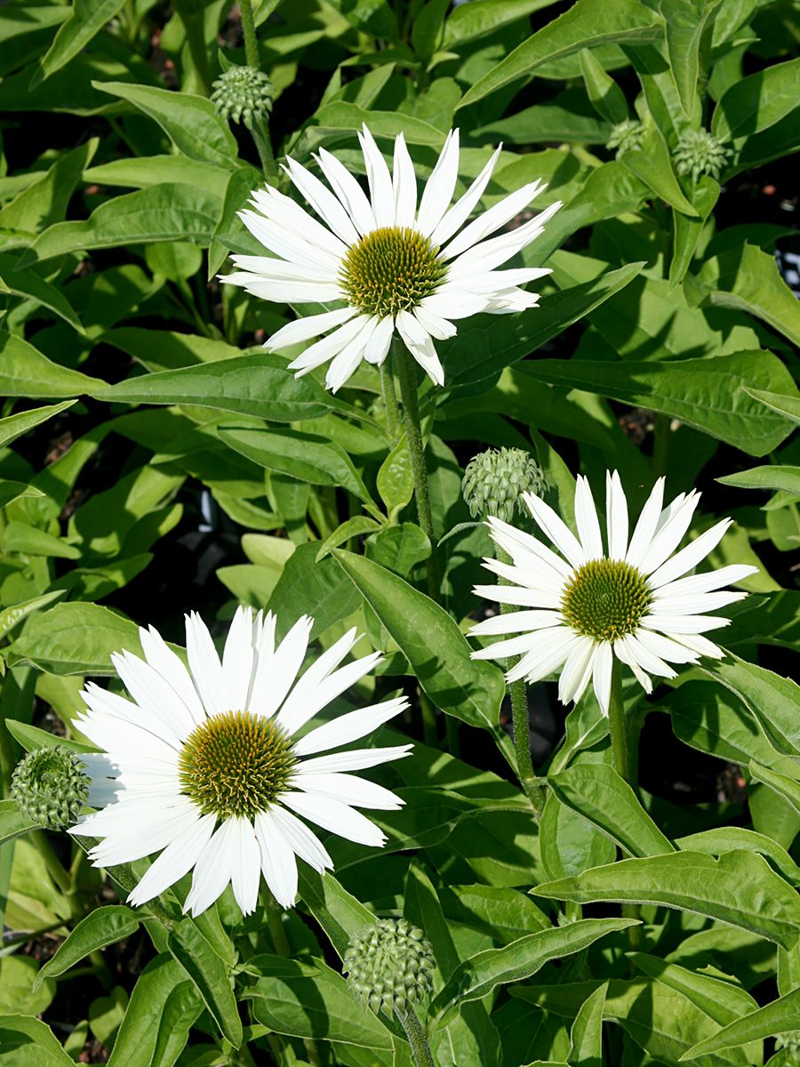 Sonnenhut Virgin® Sonnenhut Virgin®