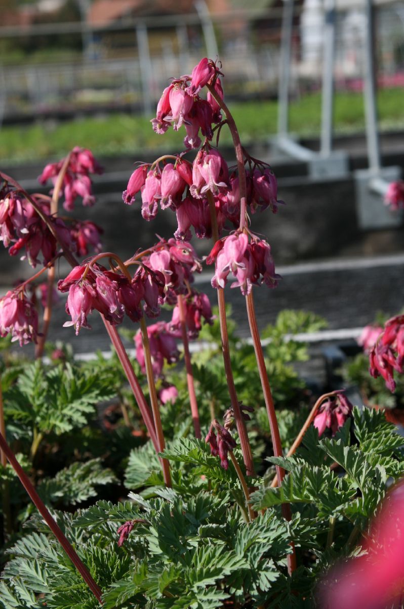 Frauenherz, Herzblume Aurora