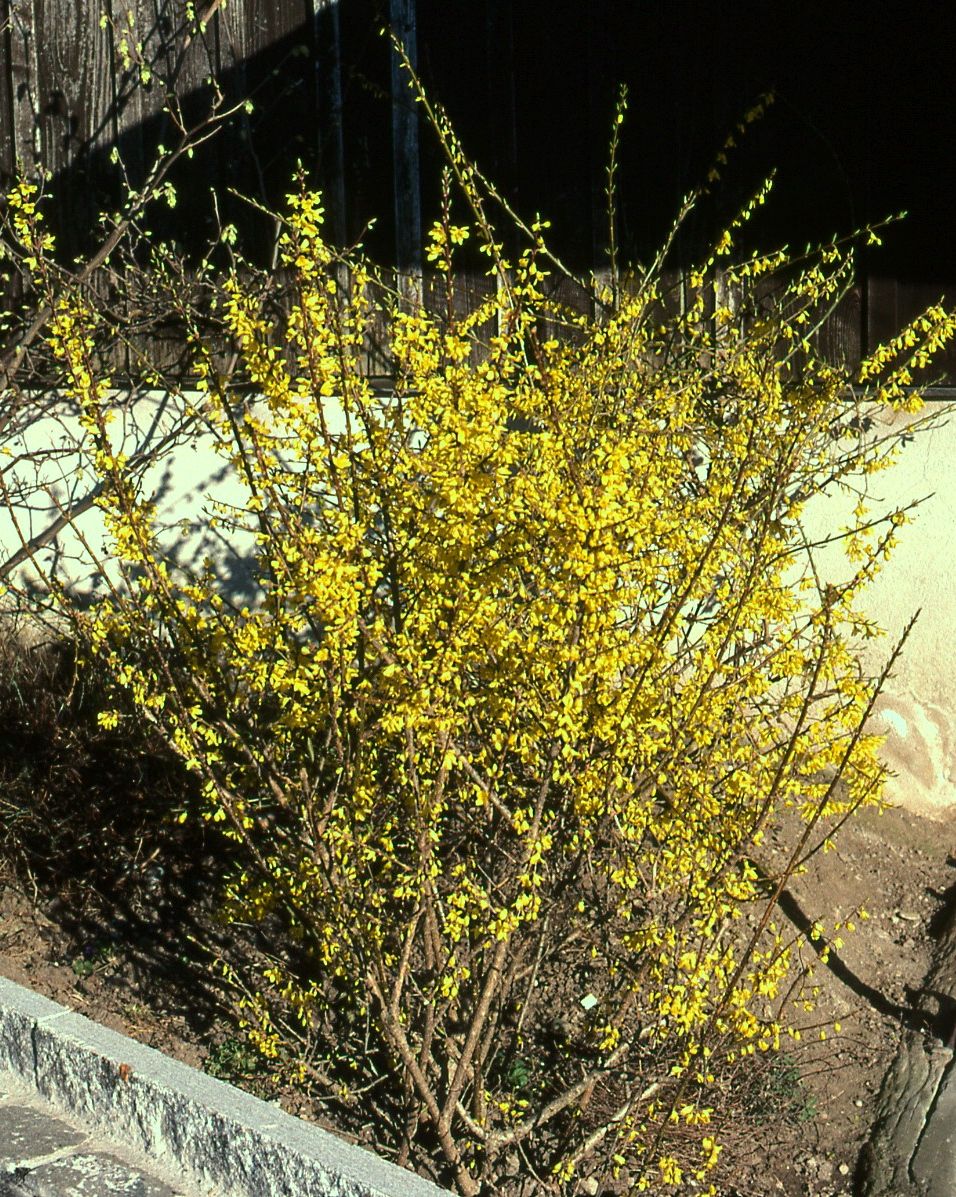 Zwergforsythie Mêlée d'Or