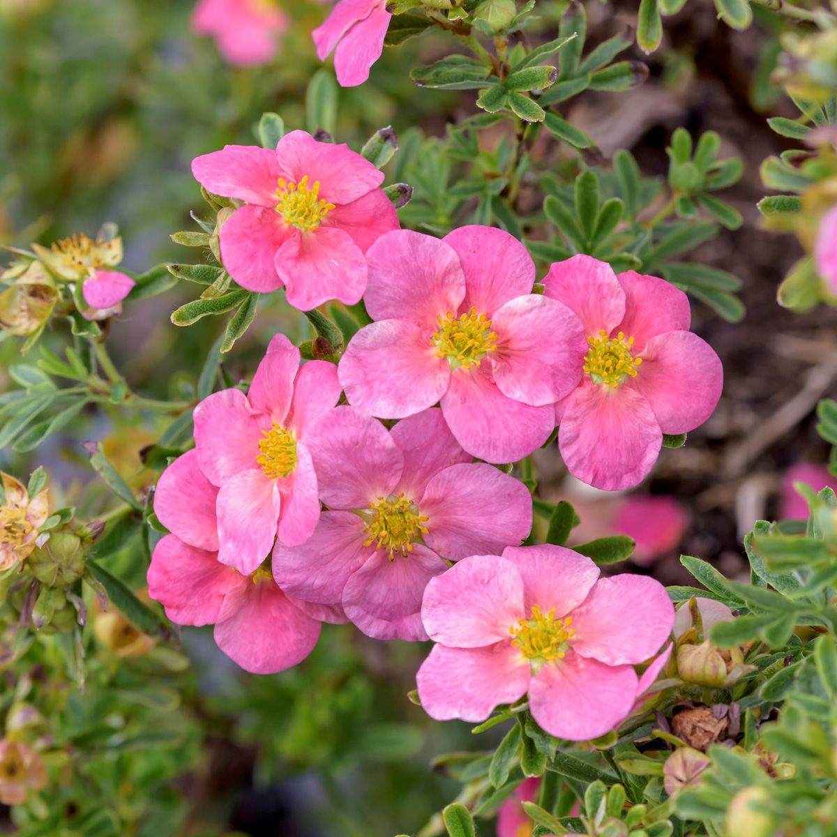 Blütensommer Gefässe