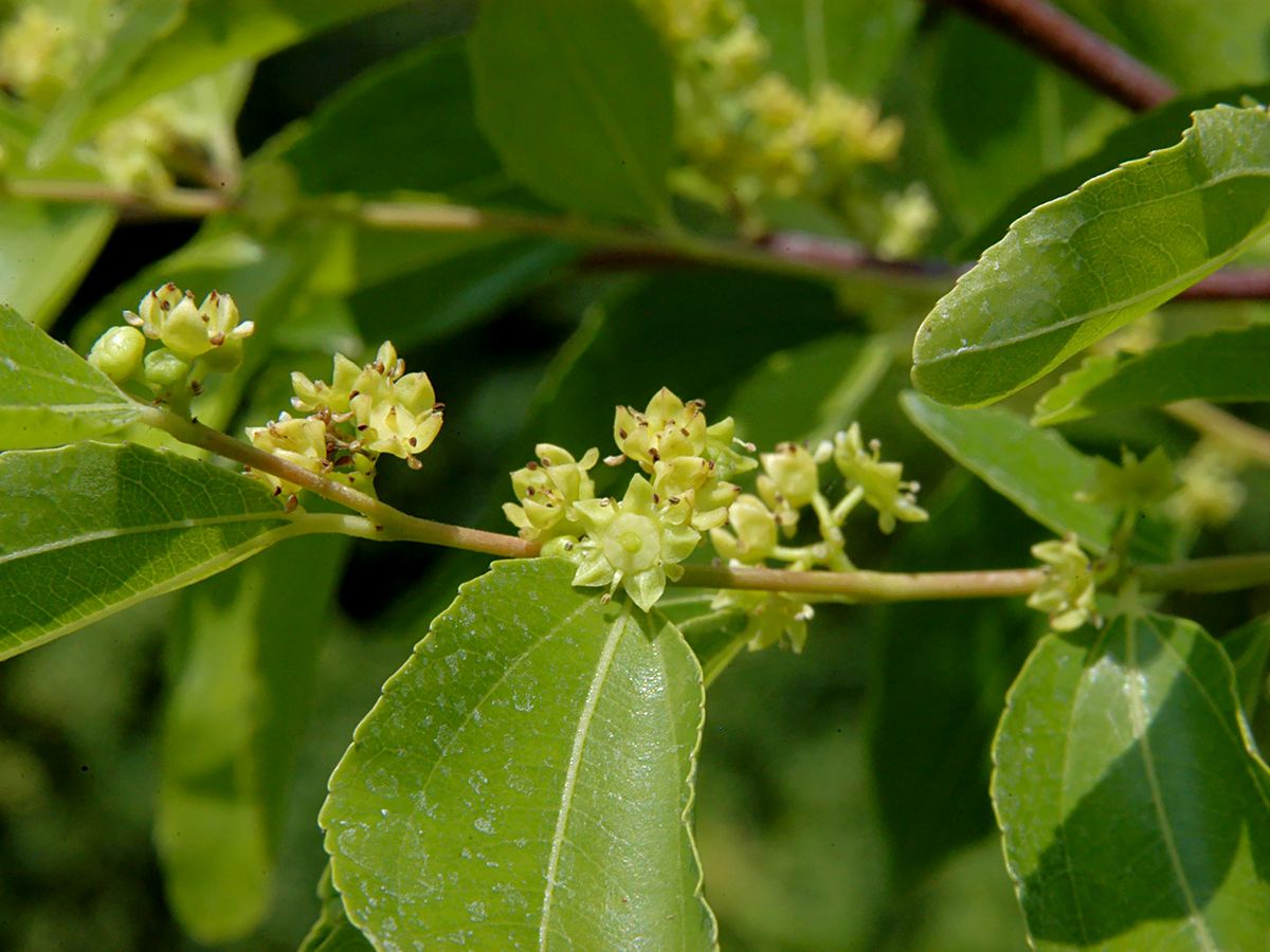 Korkenzieherweide Erythroflexuosa