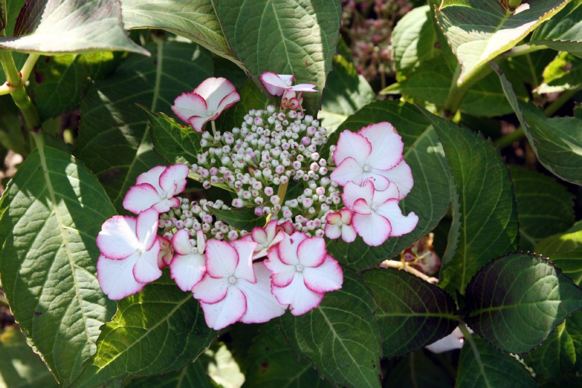 Gartenhortensie Love You Kiss