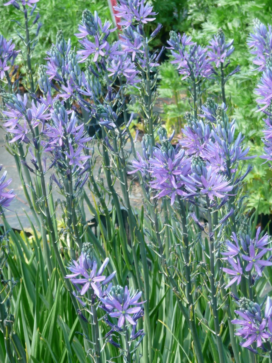 Prärielilie Caerulea