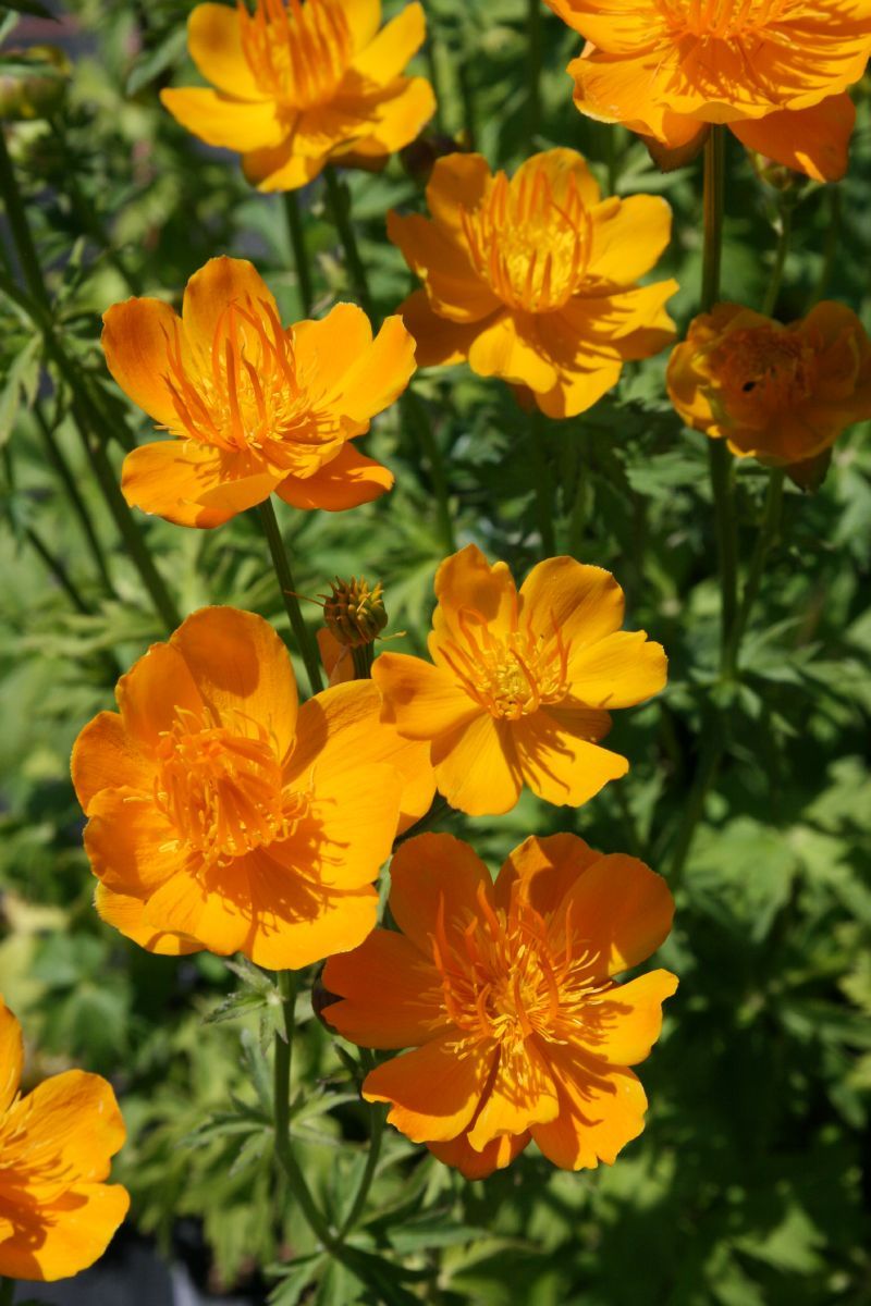 Trollblume Golden Queen