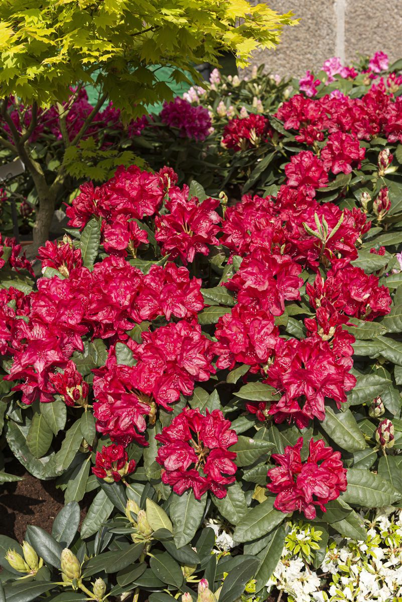 Rhododendron Feuerschein®
