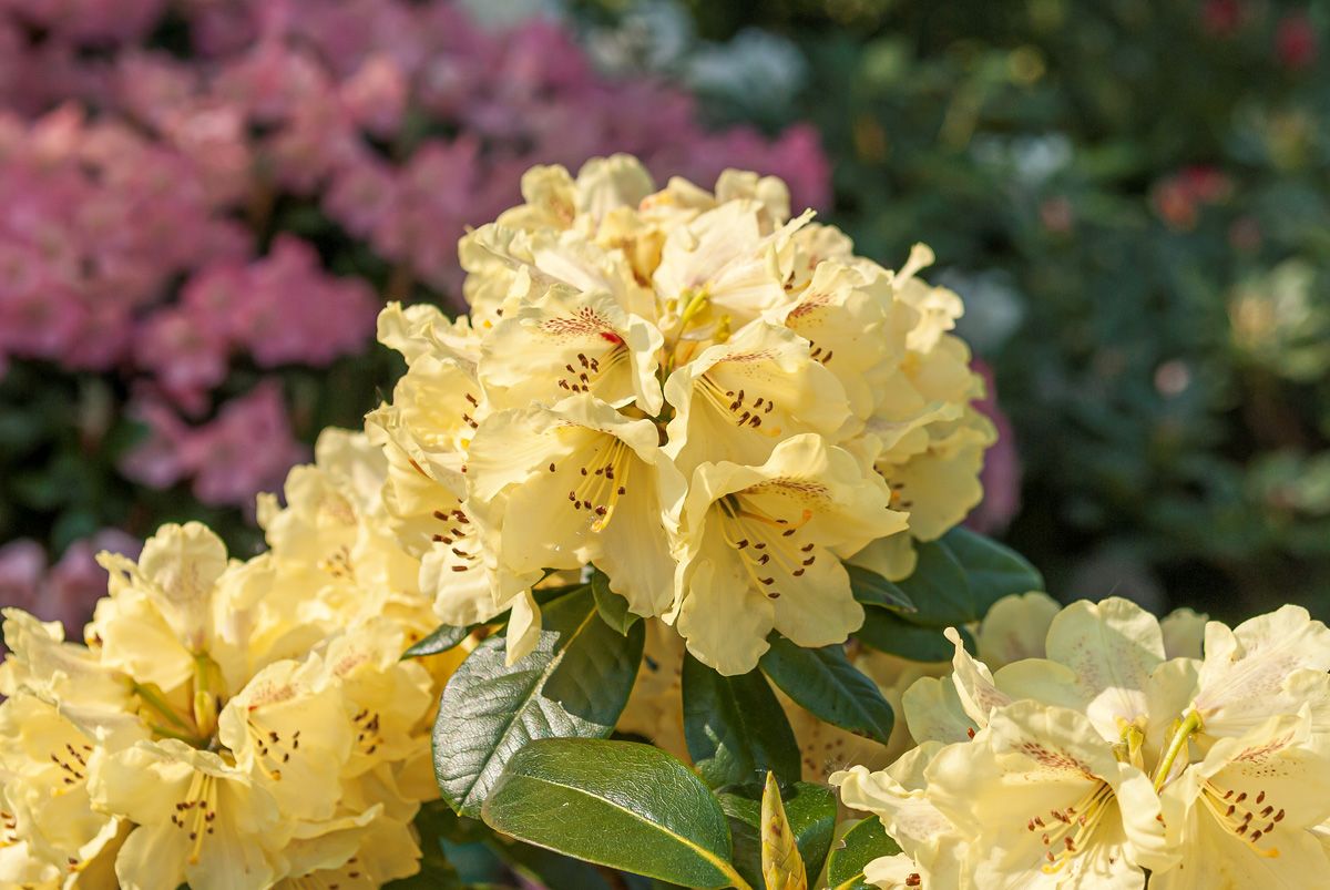 Rhododendron Goldprinz Rhododendron Goldprinz