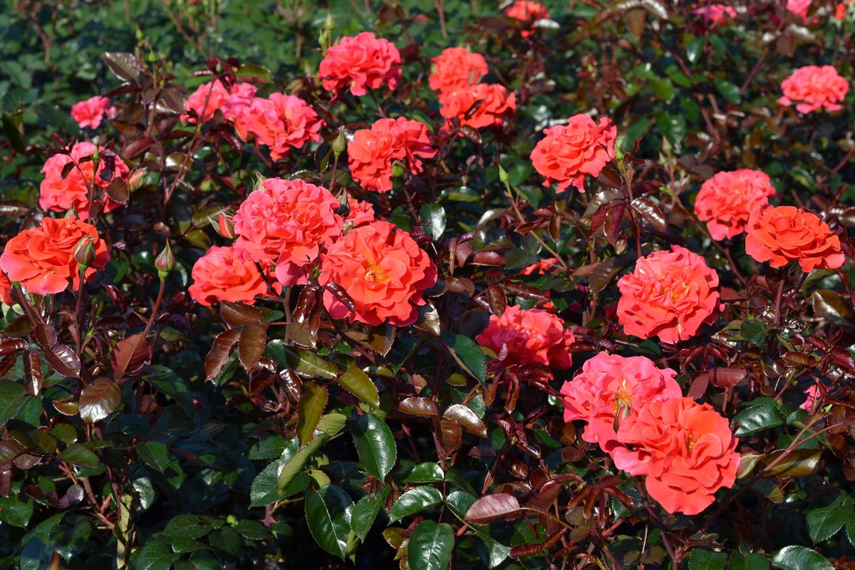 Westblick® Beetrose