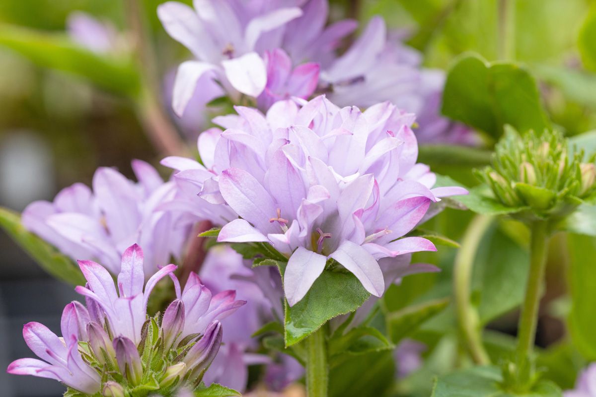 Knäuelglockenblume Caroline
